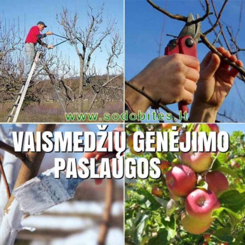 Vaismedžių genėjimo paslaugos